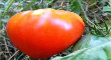 Charakteristika a popis odrůdy rajčat tsar bell